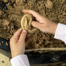 Lade das Bild in den Galerie-Viewer, Graben & Entdecken – Triceratops & Spinosaurus