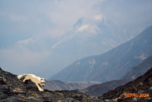 Lade das Bild in den Galerie-Viewer, Schneeleopard