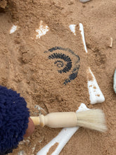 Lade das Bild in den Galerie-Viewer, Let's Investigate - Fossils - Fossilien