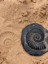 Lade das Bild in den Galerie-Viewer, Let's Investigate - Fossils - Fossilien
