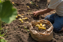Lade das Bild in den Galerie-Viewer, Mandala Tulpen / Tulip