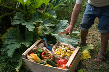 Lade das Bild in den Galerie-Viewer, Mandala Tulpen / Tulip