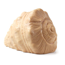 Lade das Bild in den Galerie-Viewer, Spiel-Muschel / Play Shell
