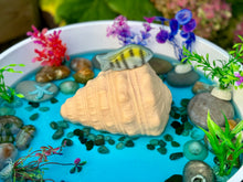 Lade das Bild in den Galerie-Viewer, Spiel-Muschel / Play Shell
