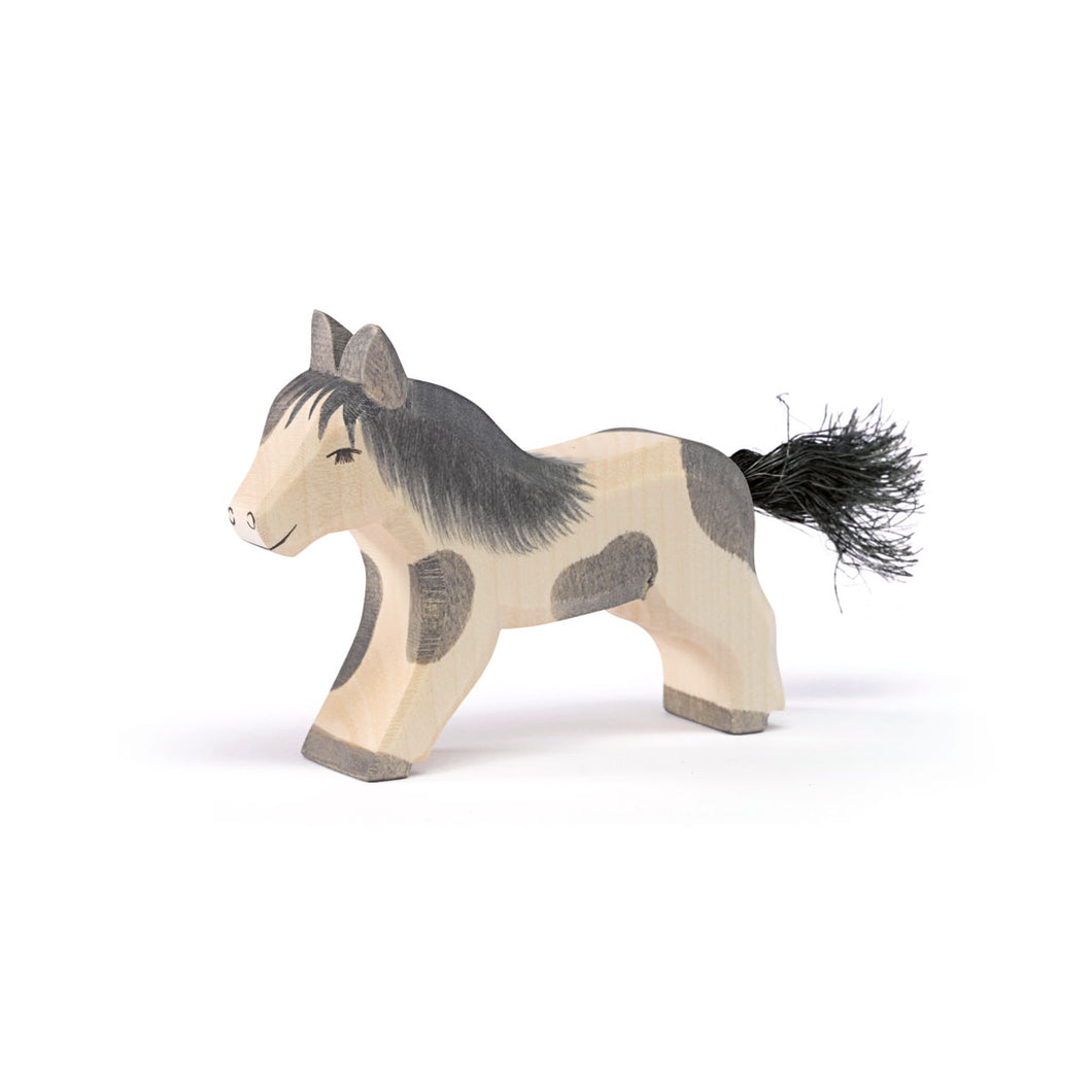 Shetland Pony, laufend